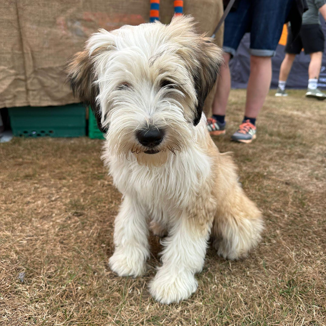 Dog